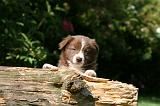 BORDER COLLIE 1270